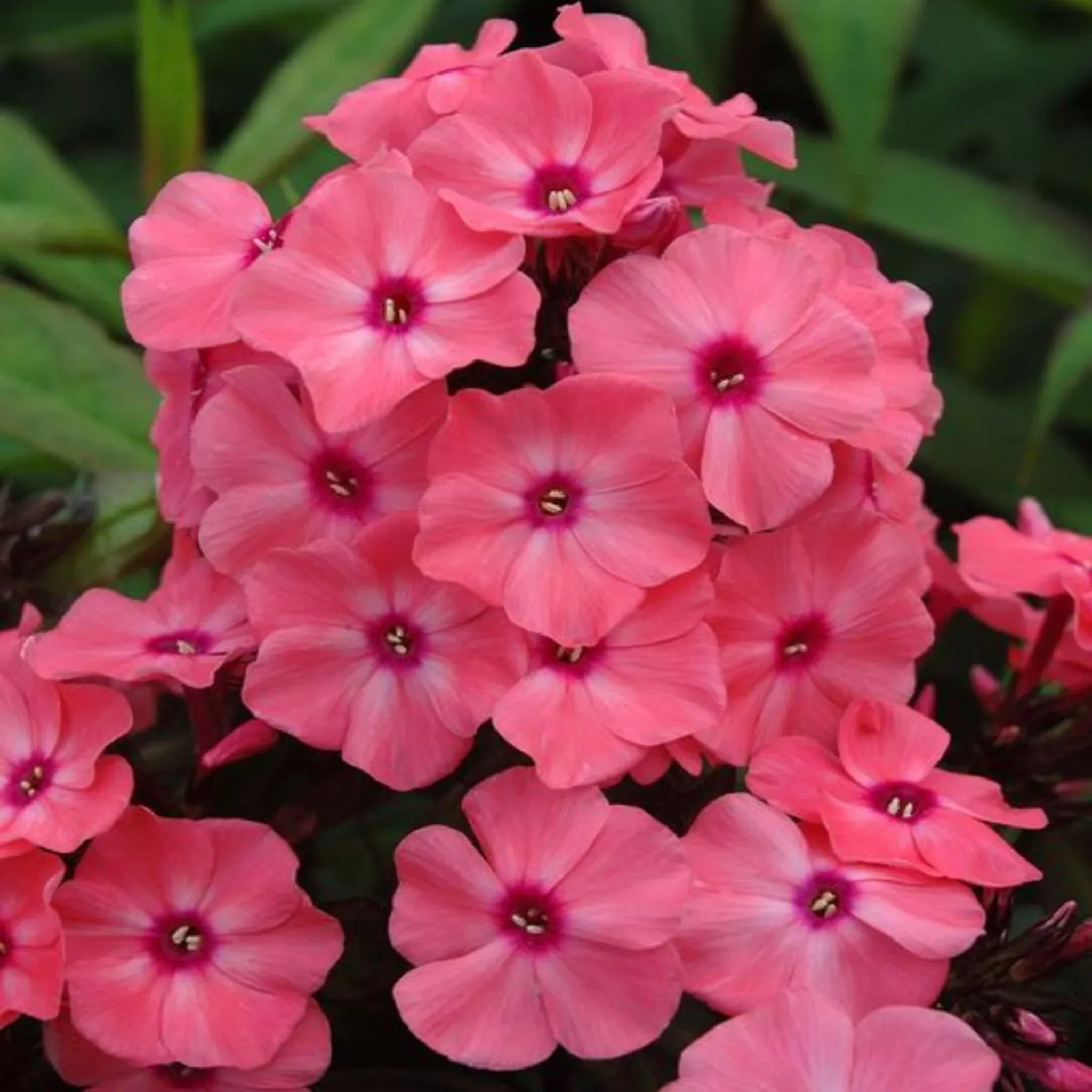 garden-phlox Garden Phlox