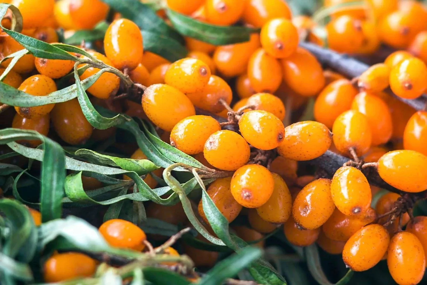 Garden’s Gift™ Seaberry