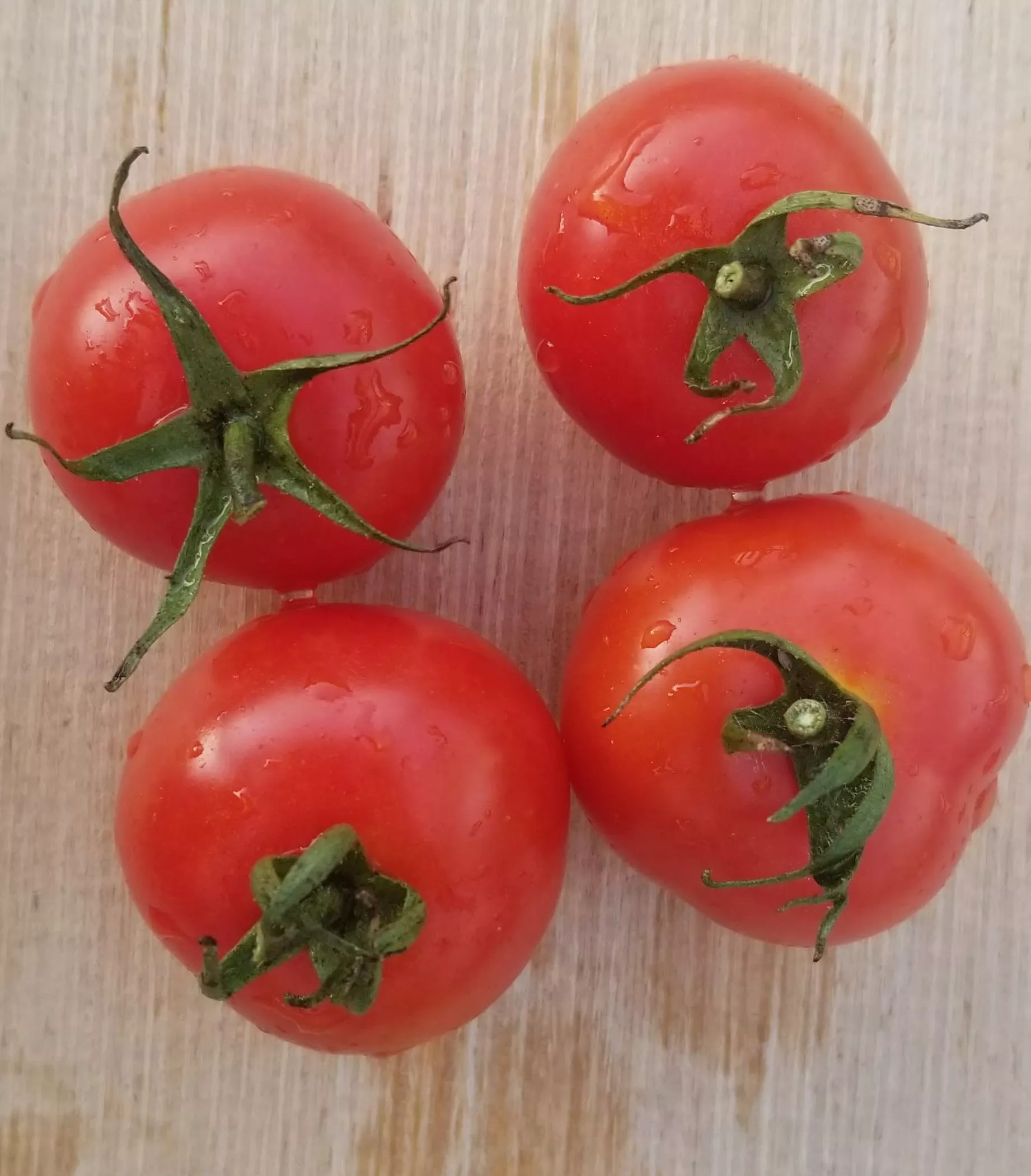 Gardener's Delight Tomato