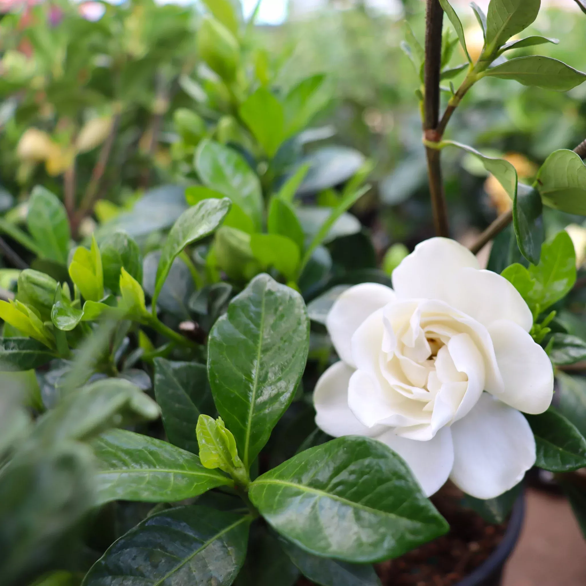 Gardenia