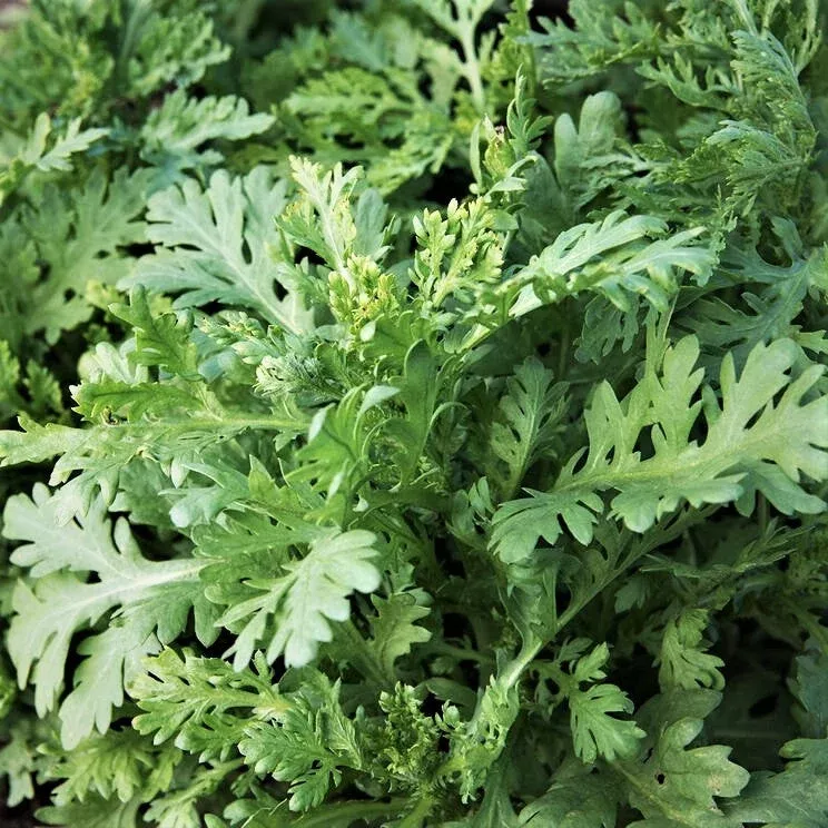garland-chrysanthemum-greens Garland Chrysanthemum Greens