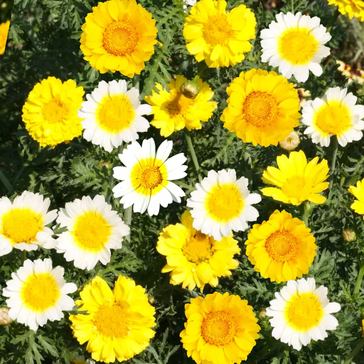 garland-crown-daisy Garland Crown Daisy