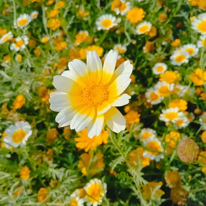 garland-daisy-seeds Garland Daisy Seeds