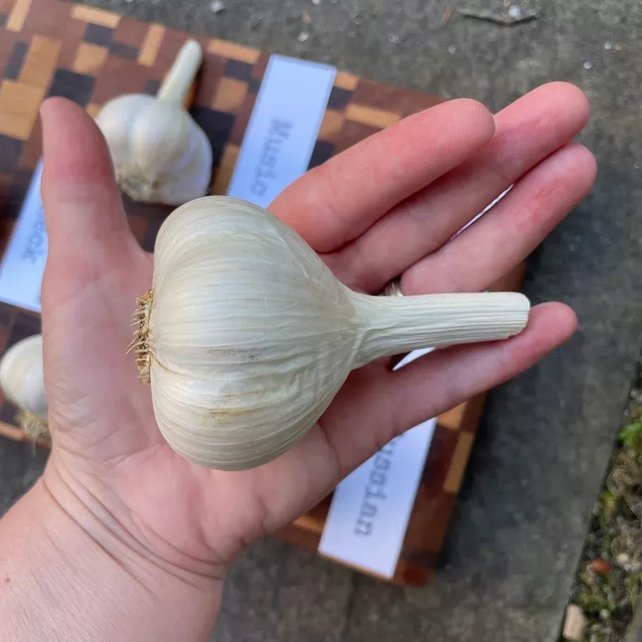 garlic-bulb-fall-planting-organic Garlic Bulb for Fall Planting - Organic