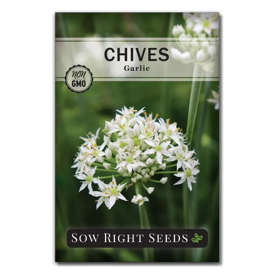 garlic-chives Garlic Chives