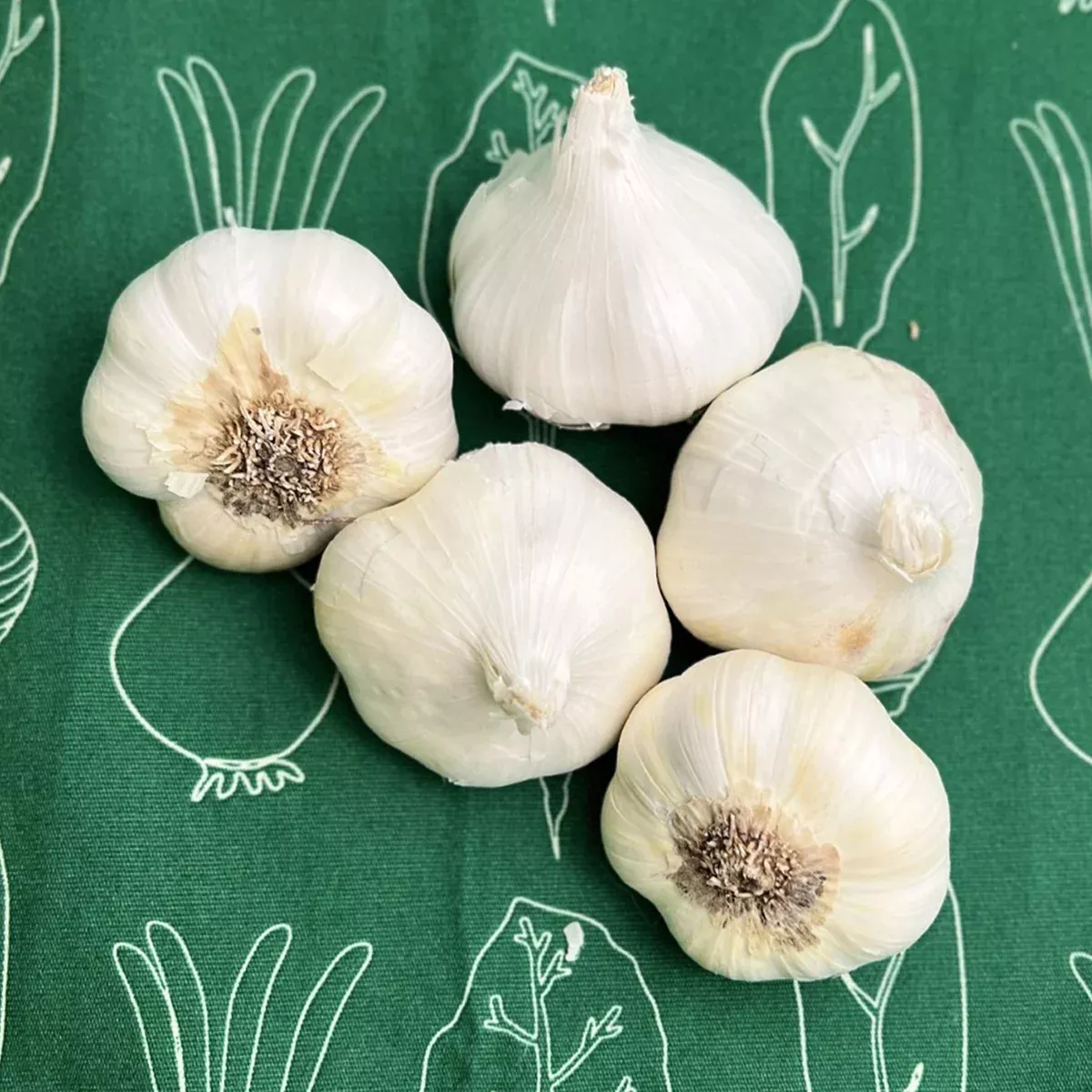 garlic-softneck-artichoke-sicilian Garlic - Softneck - Artichoke Sicilian