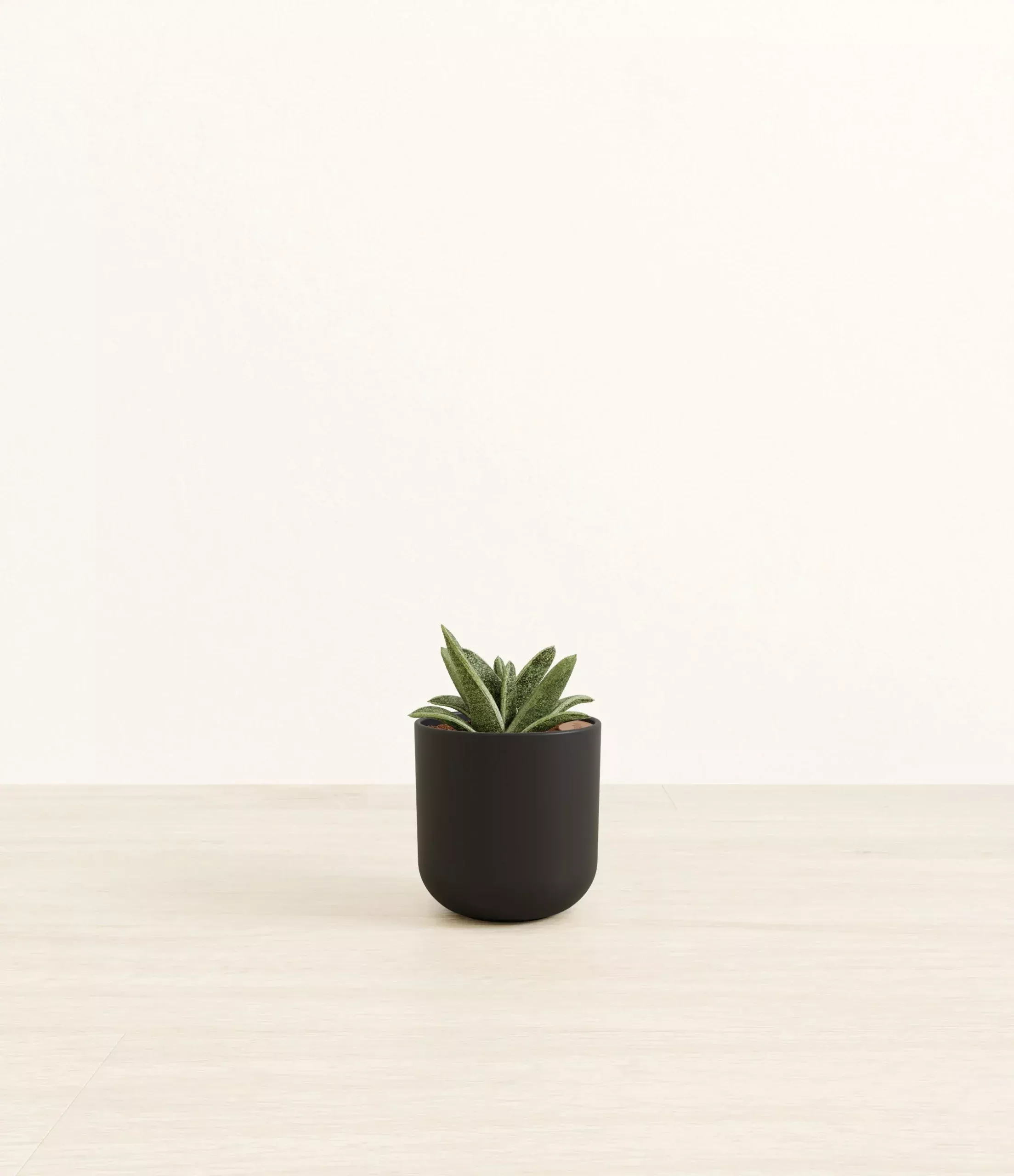 gasteria-retusa Gasteria Retusa