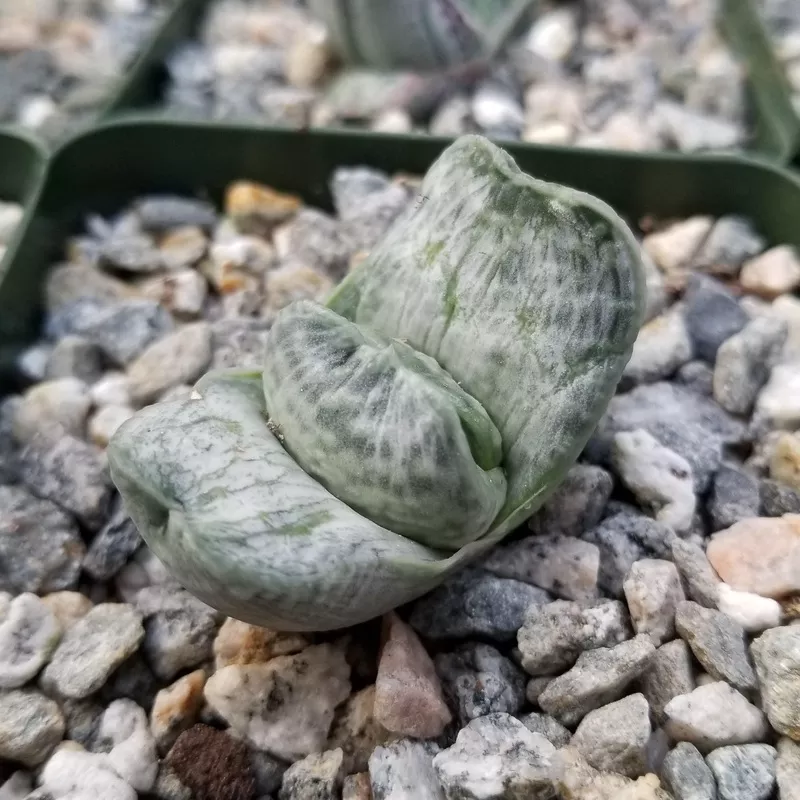 gasteria-sakura-fuji Gasteria sakura fuji