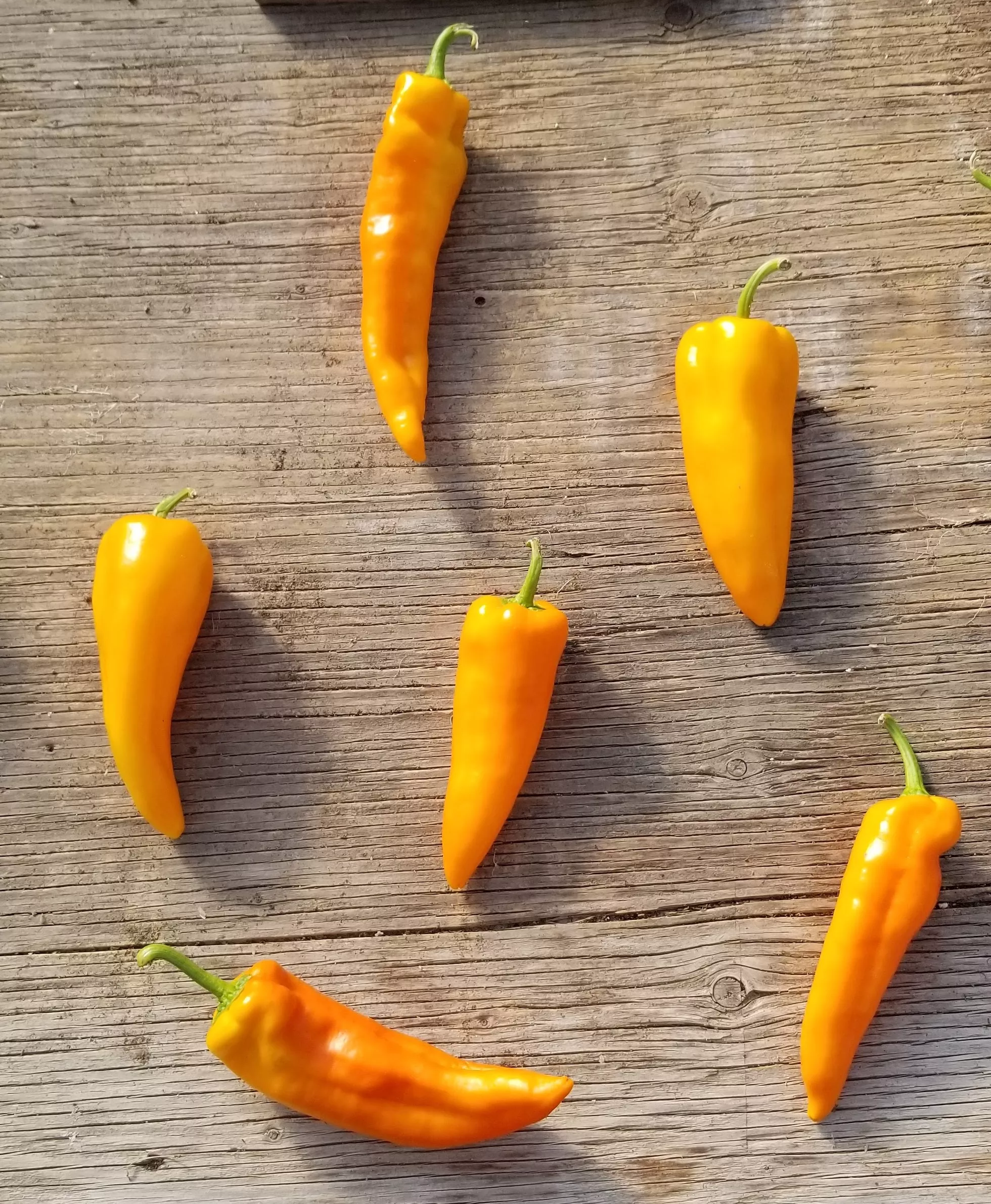 gatherer-s-gold-sweet-pepper Gatherer’s Gold Sweet Pepper