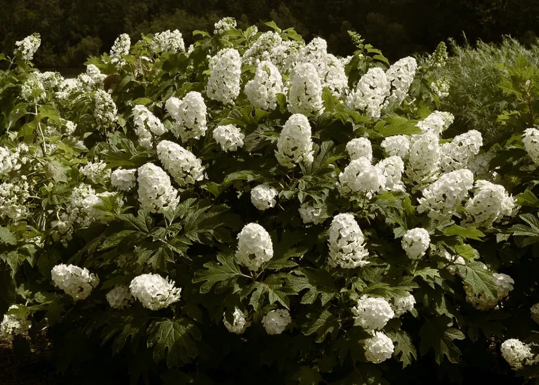 Gatsby Gal Oakleaf Hydrangea