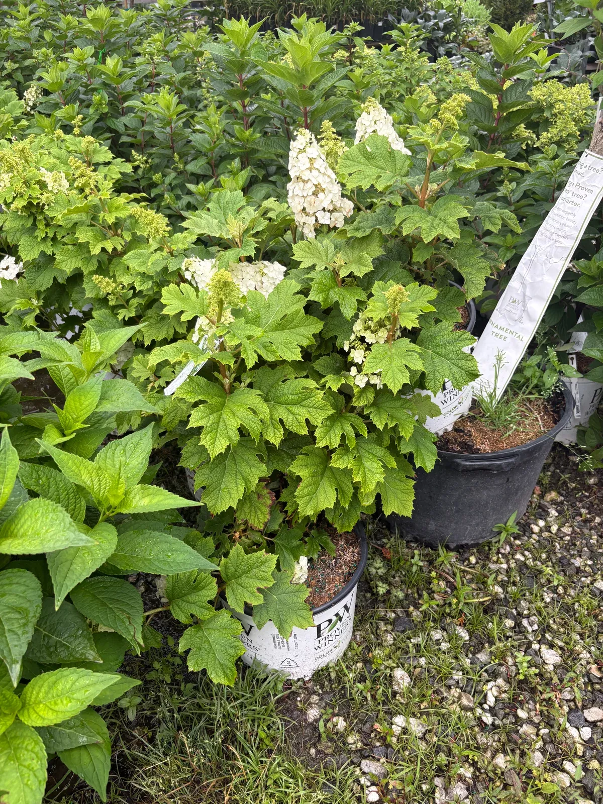 gatsby-glow-ball-oakleaf-hydrangea Gatsby Glow Ball Oakleaf Hydrangea