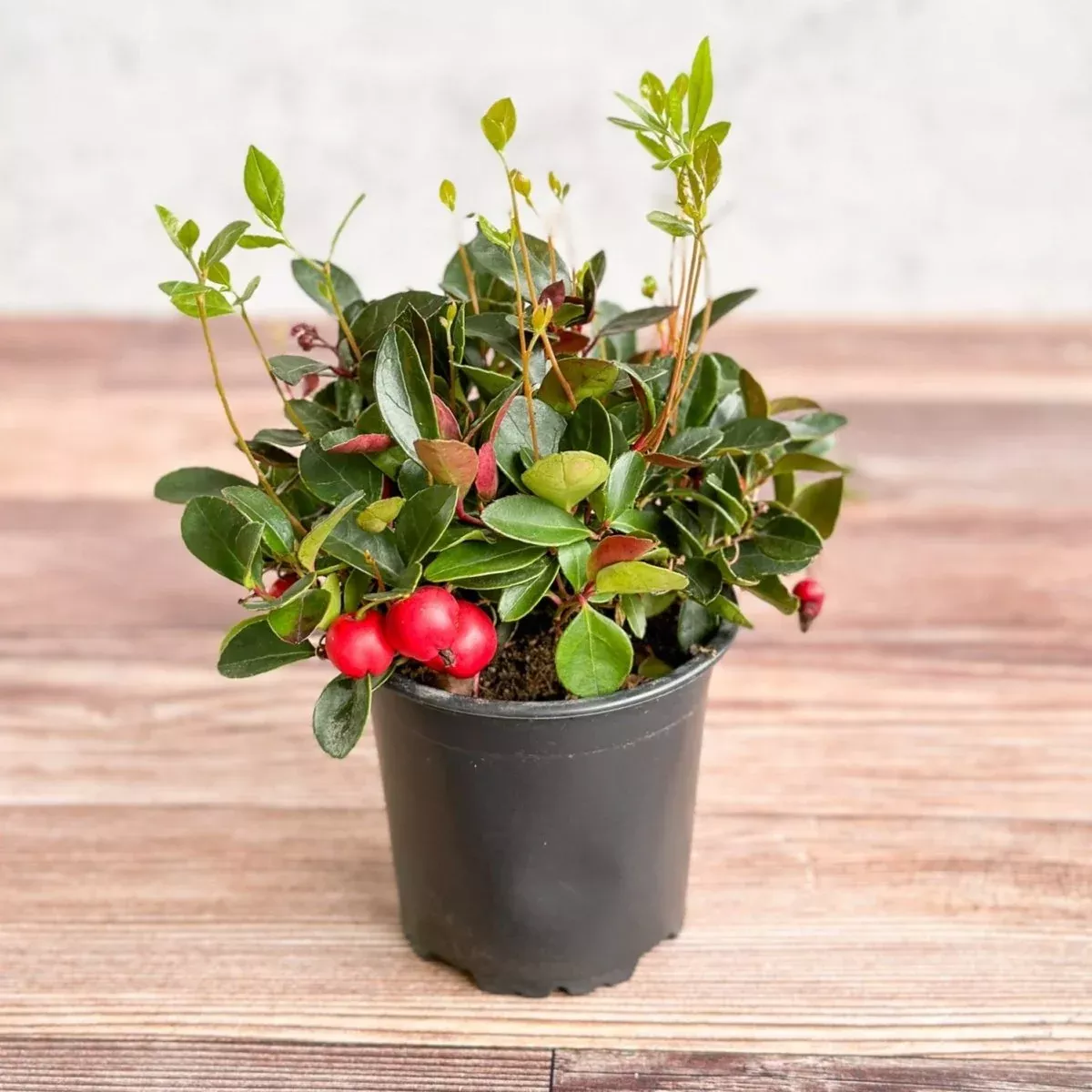 gaultheria-procumbens-wintergreen-4-inch Gaultheria Procumbens - Wintergreen - 4 Inch