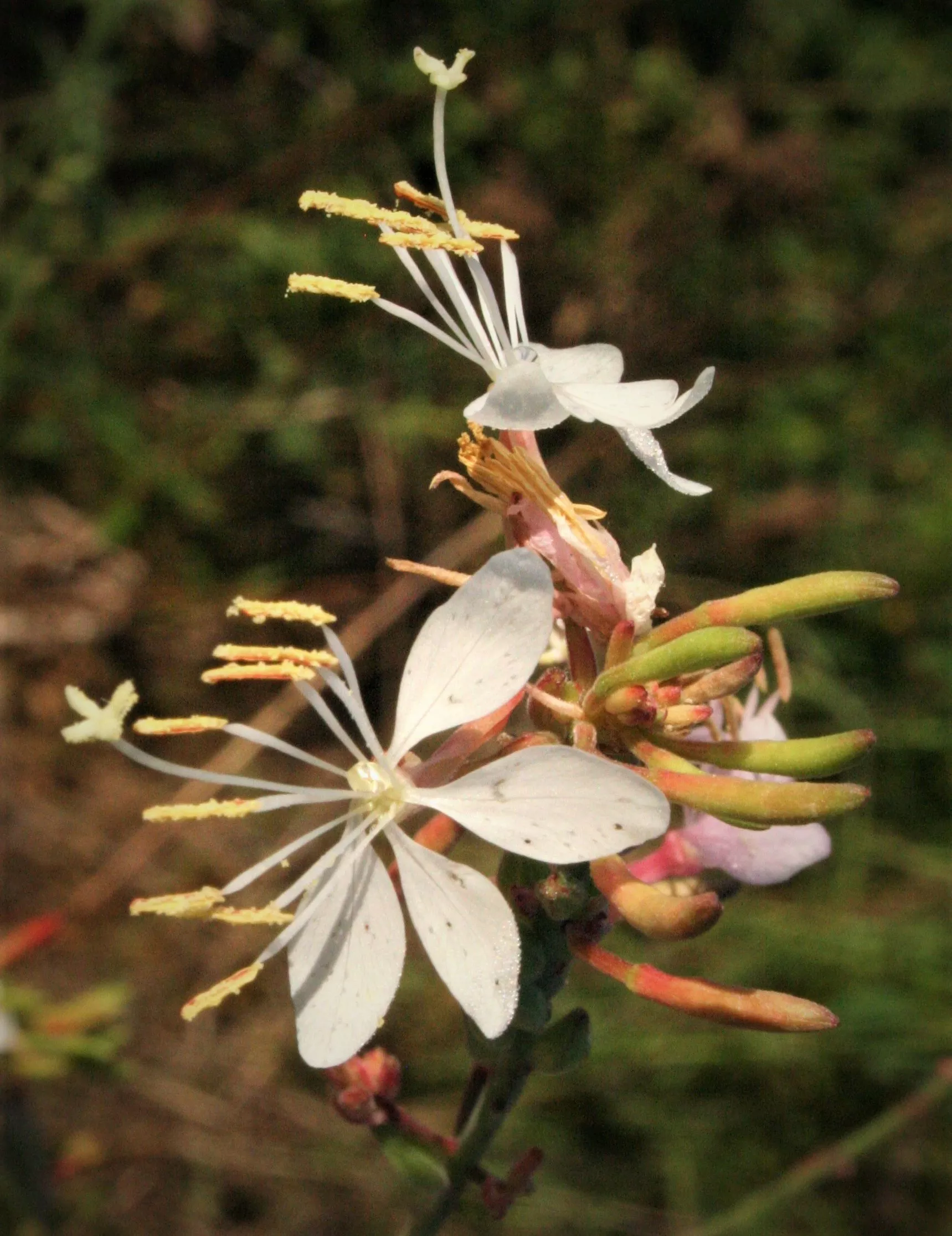Gaura, Large flowered