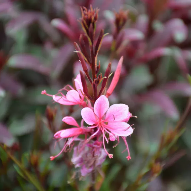 Gaura 'Passionate Rainbow'