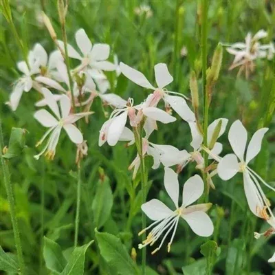 gaura-sparkle-white-butterfly-flower Gaura Sparkle White Butterfly Flower