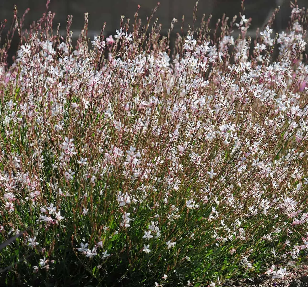 gaura-white Gaura 'White'