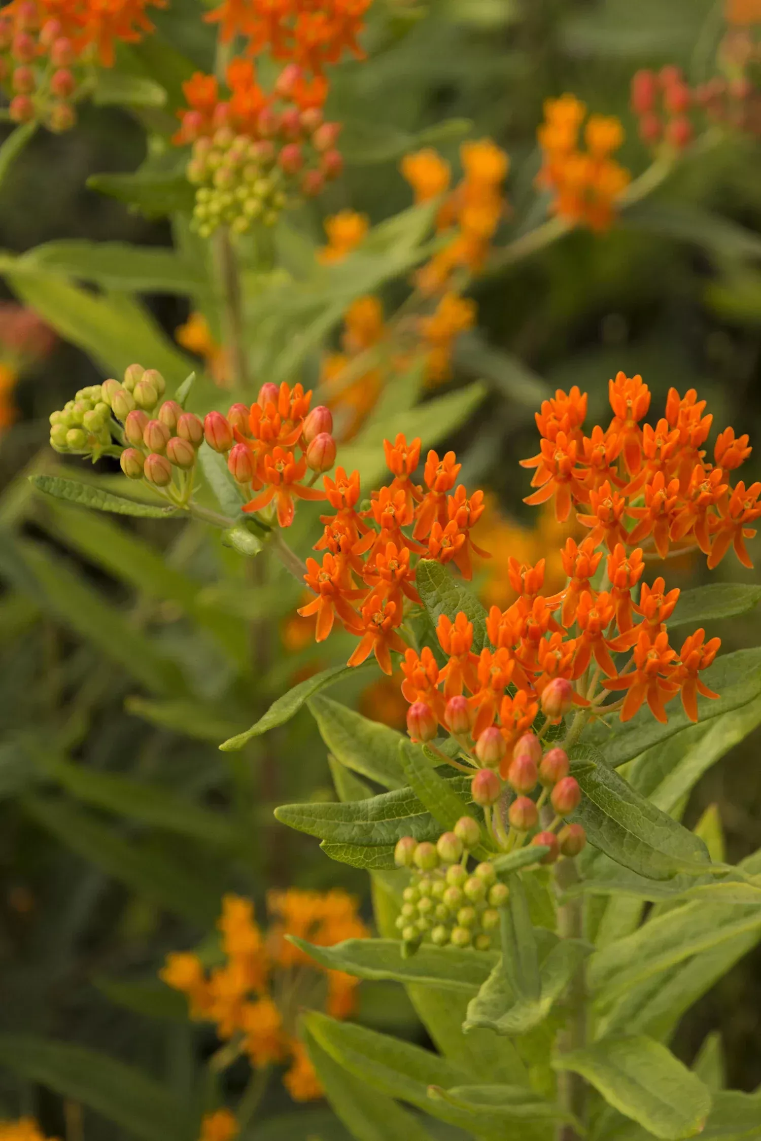 gay-butterflies-milkweed Gay Butterflies Milkweed
