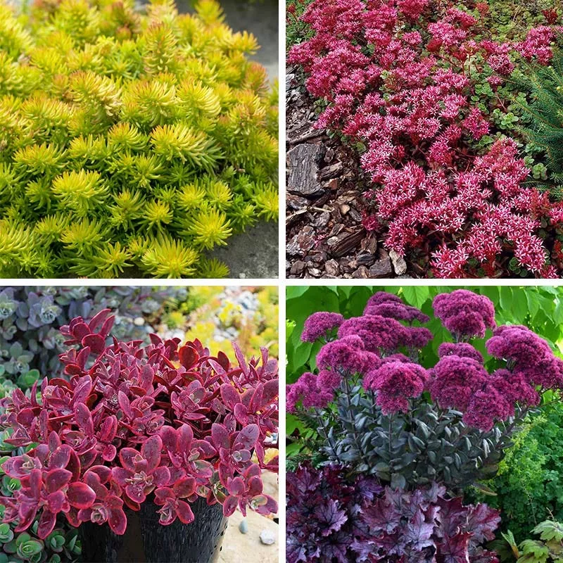 gemstone-sedum-collection Gemstone Sedum Collection