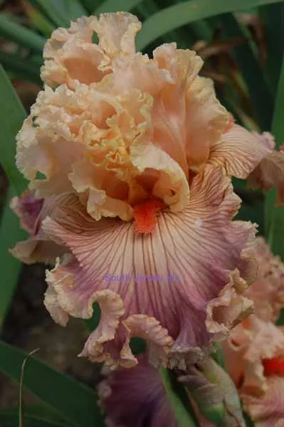 georgette-silk-keppel-2015 Georgette Silk- Keppel, 2015