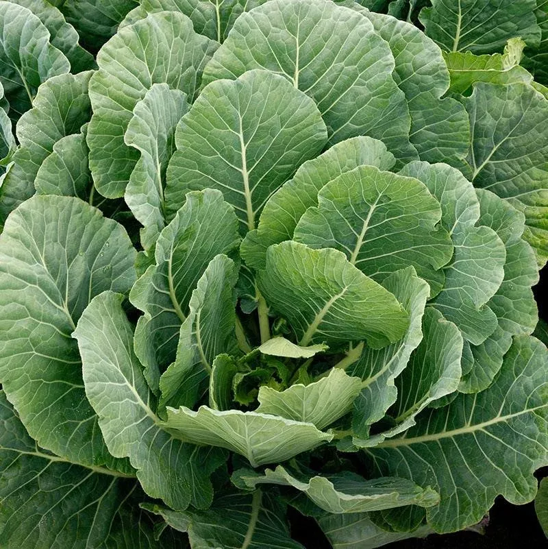 georgia-southern-collard-greens Georgia Southern Collard Greens