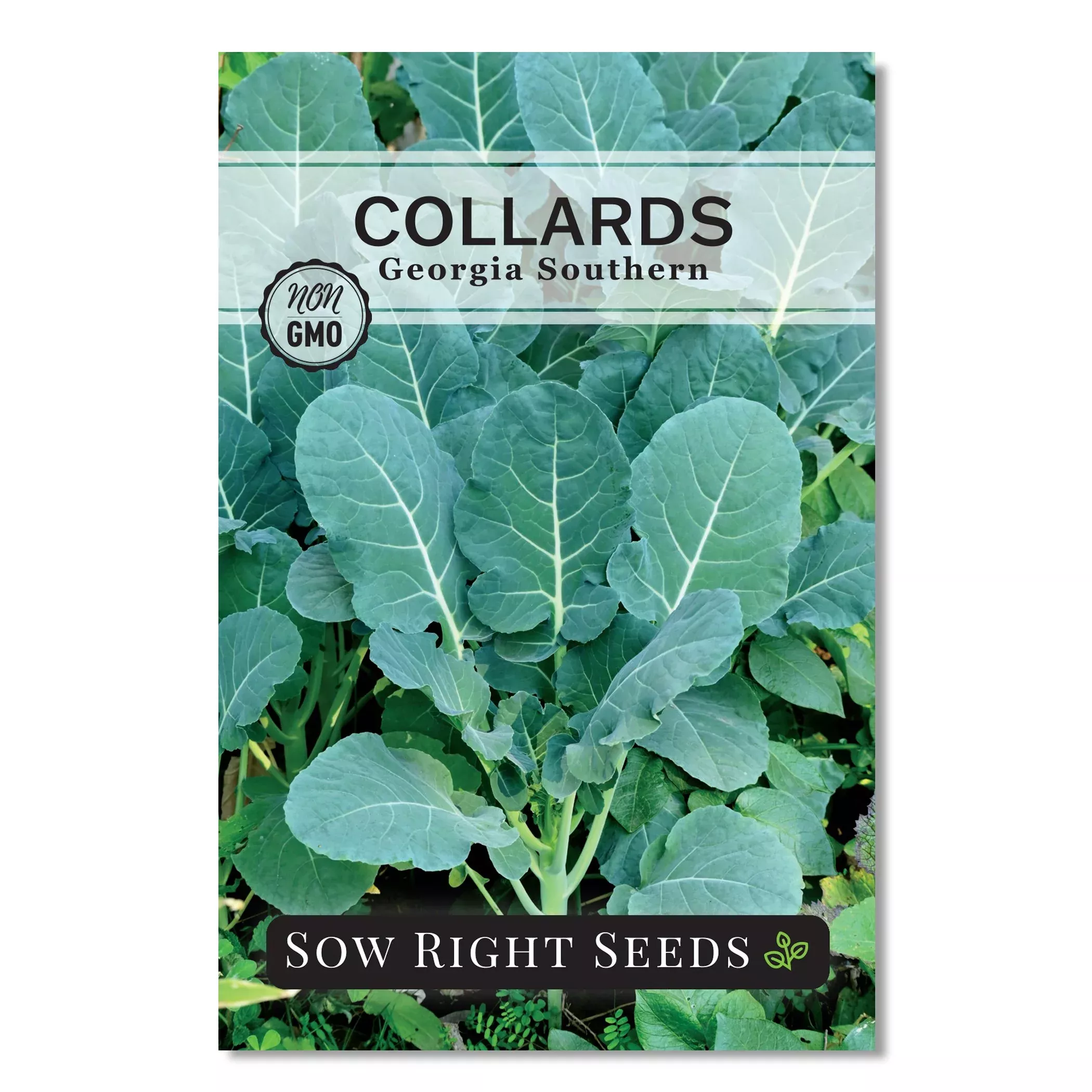 georgia-southern-collards-seeds Georgia Southern Collards Seeds