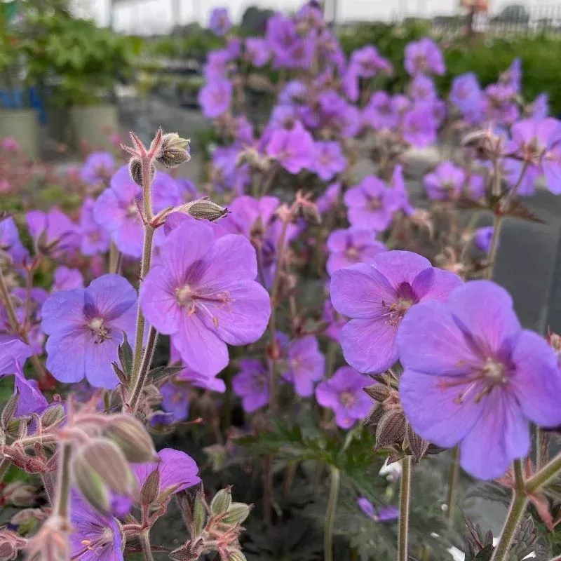Geranium 'Boom Chocolatta'