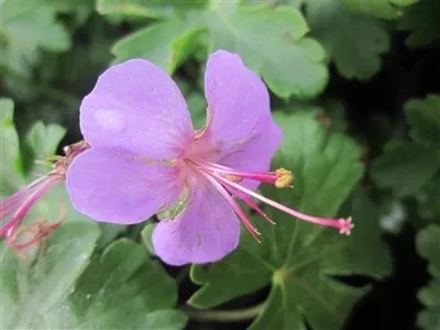 Geranium cantabrigiense Cambridge Cranesbill