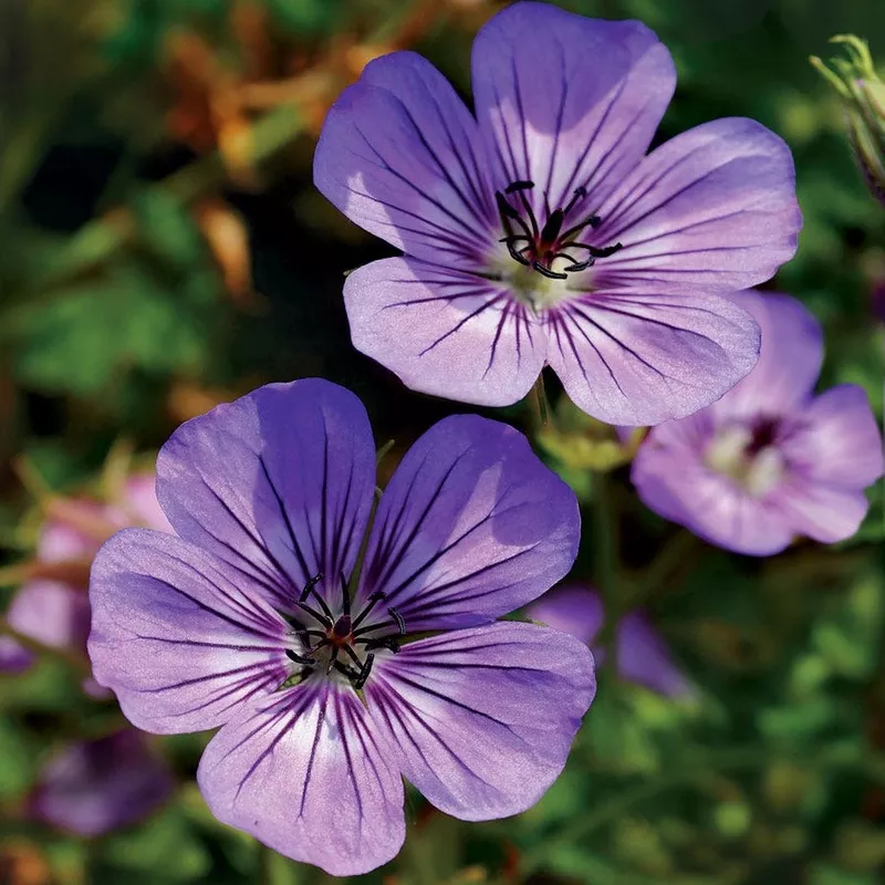 geranium-havana-blues Geranium ‘Havana Blues’