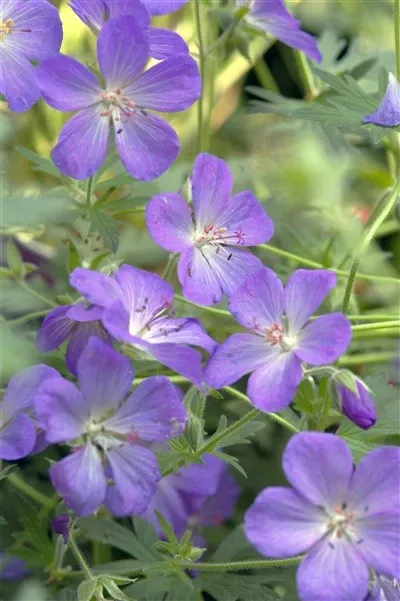 geranium-johnson-s-blue-cranesbill Geranium Johnson's Blue Cranesbill