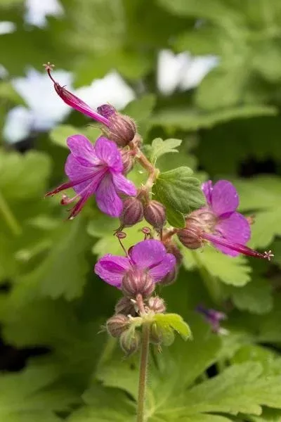 geranium-macrorrhizum-bevan-s-variety-cranesbill Geranium macrorrhizum Bevan's Variety Cranesbill