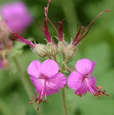 geranium-macrorrhizum-cranesbill Geranium macrorrhizum Cranesbill