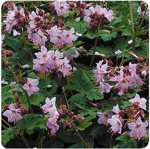 geranium-macrorrhizum-ingwersen-s-variety-cranesbill Geranium macrorrhizum Ingwersen's Variety Cranesbill