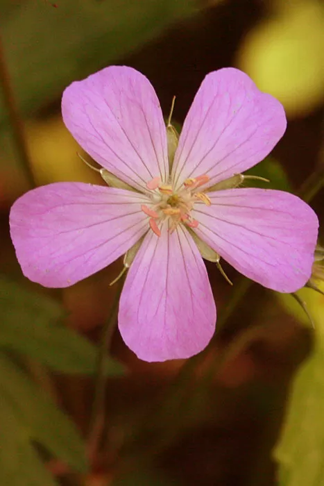 geranium-maculatum-wild-geranium Geranium maculatum - Wild Geranium