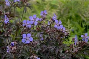 geranium-p-dark-reiter-30-ct-flat Geranium p. 'Dark Reiter' (30)ct Flat