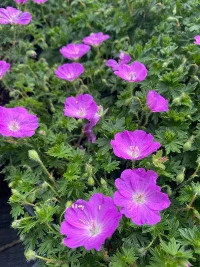 geranium-sanguineum-max-frei-cranesbill Geranium sanguineum Max Frei Cranesbill
