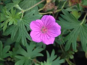geranium-tiny-monster-30-ct-flat Geranium 'Tiny Monster' (30)ct Flat