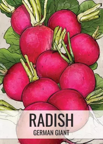 german-giant-radish-seeds-planting-raphanus-sativus German Giant Radish Seeds For Planting (Raphanus sativus)