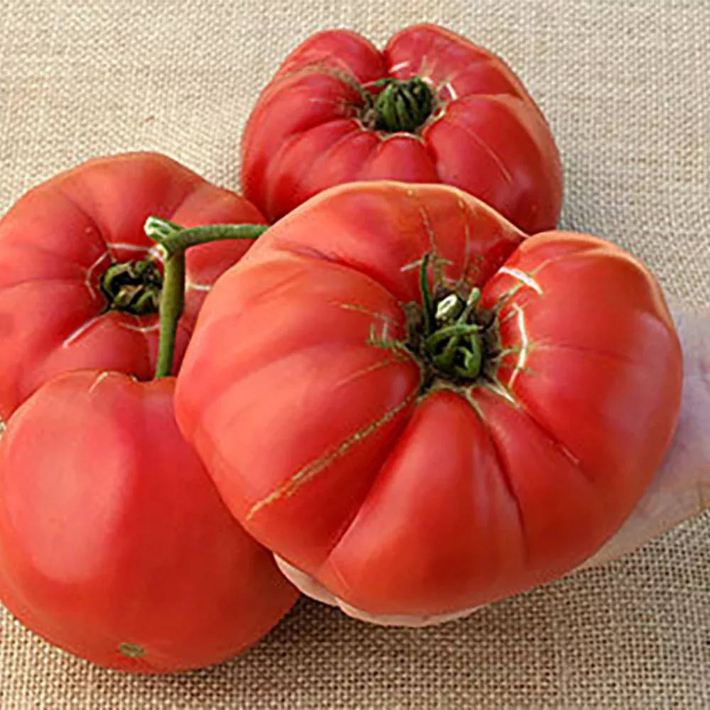 german-giant-tomato German Giant Tomato