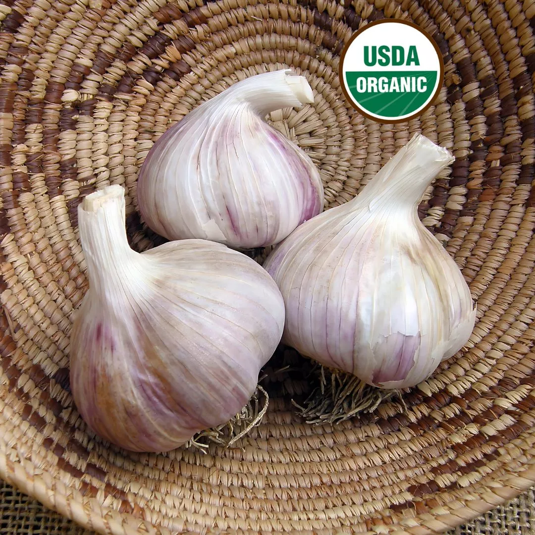 german-porcelain-extra-hardy-organic German Porcelain Extra Hardy Organic
