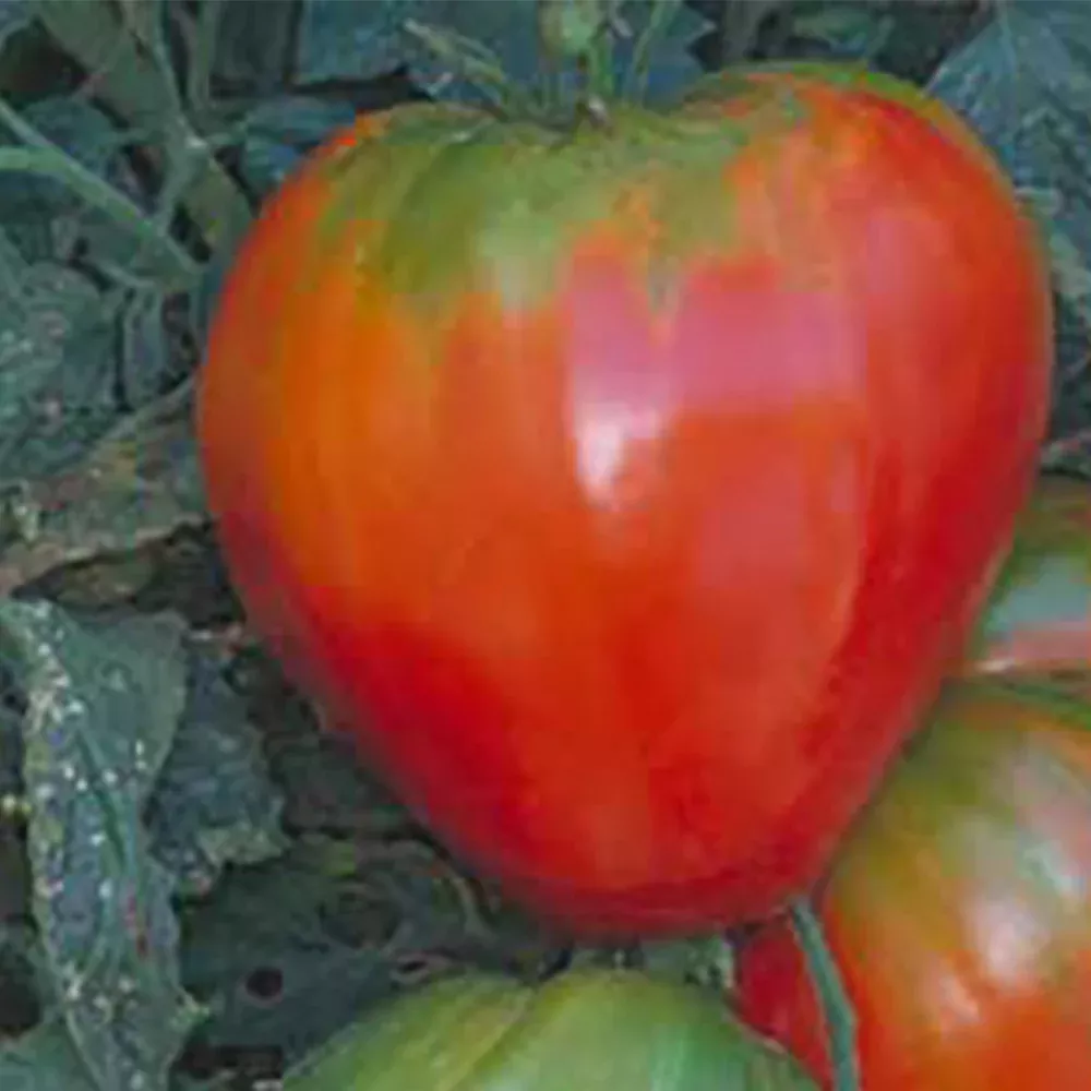 German Red Strawberry Tomato