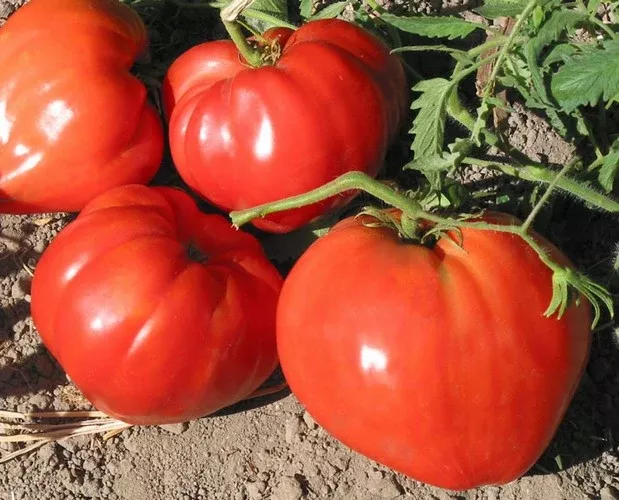 german-red-strawberry German Red Strawberry