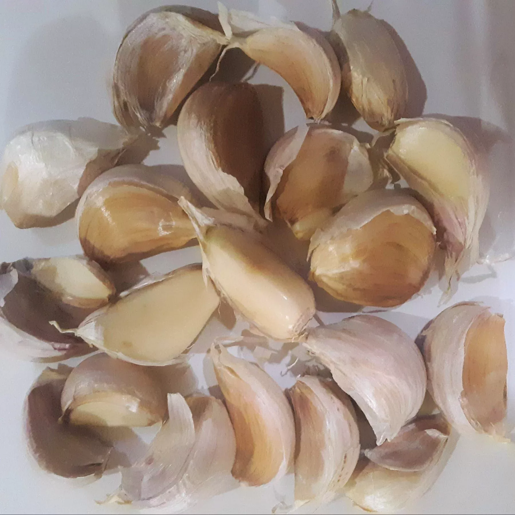 german-white-heirloom-certified-seed-garlic-cloves German White Heirloom Certified Seed Garlic Cloves