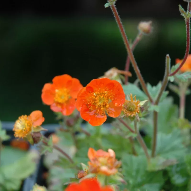 Geum 'Koi'