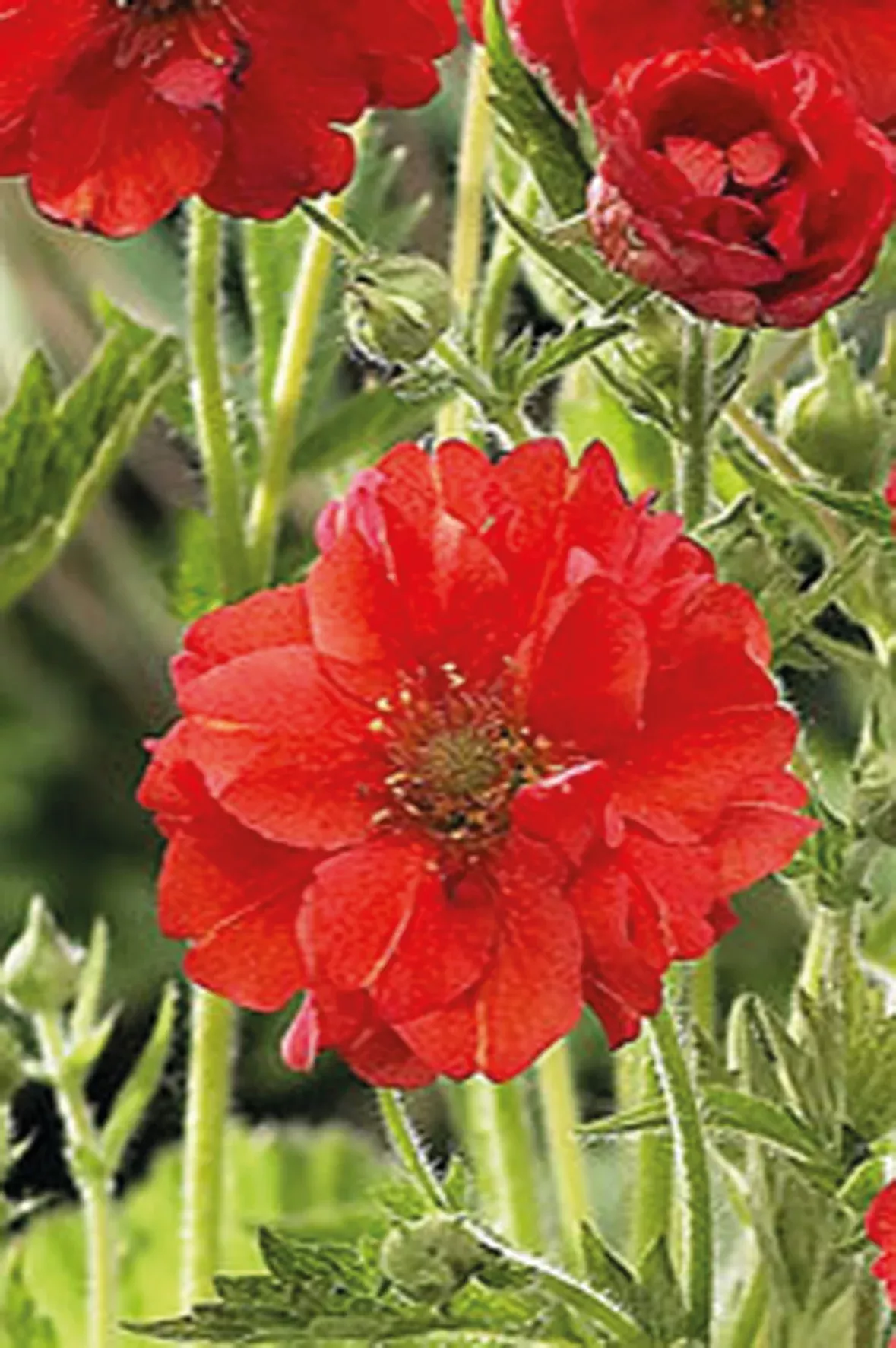 geum-mrs-bradshaw Geum (Mrs Bradshaw)
