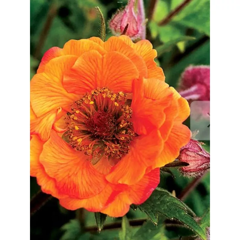 Geum 'Tempo Orange'