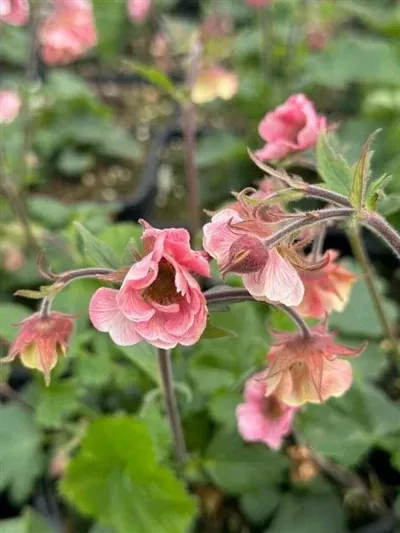 geum-tempo-rose-avens Geum Tempo Rose Avens