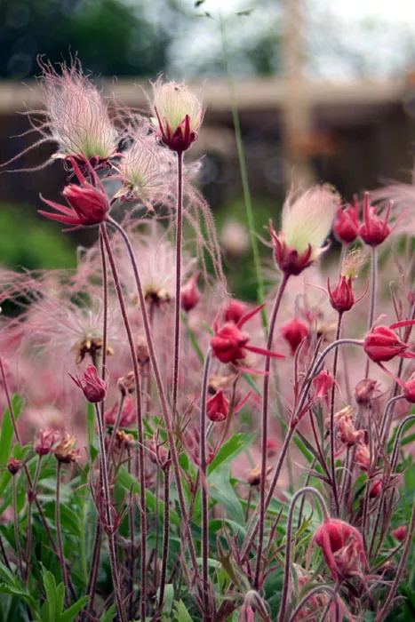 geum-triflorum-prairie-smoke Geum triflorum - Prairie Smoke