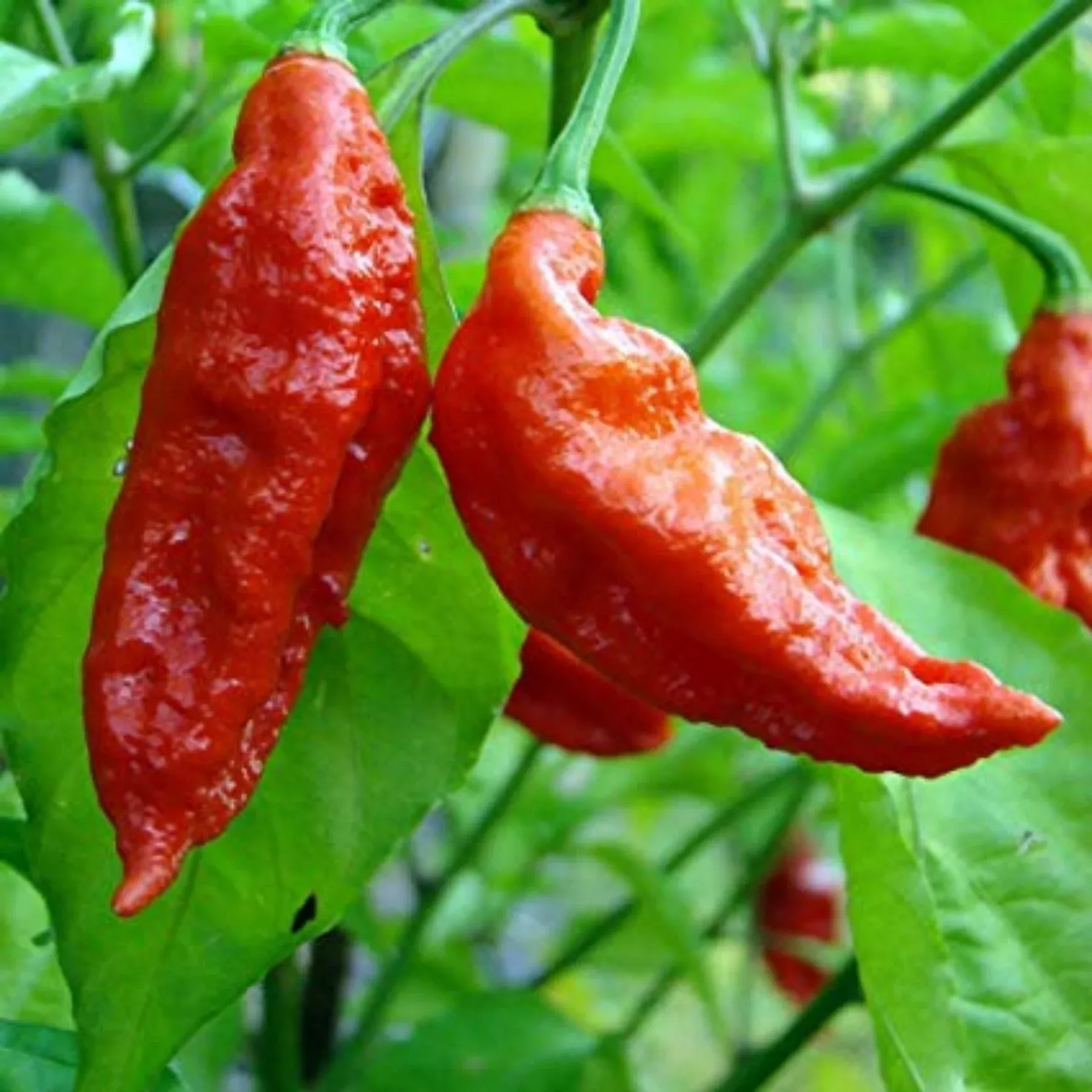 ghost-extreme-hot-pepper-seeds Ghost Extreme Hot Pepper Seeds