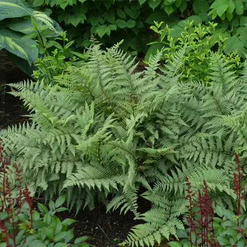 ghost-fern Ghost Fern