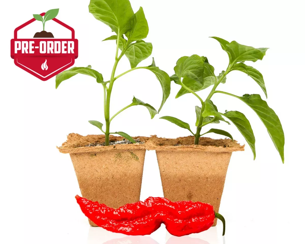ghost-pepper-plants Ghost Pepper Plants